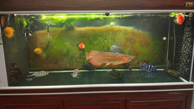 紅龍魚60cm后如何維持色彩，紅龍魚如何保持色彩？