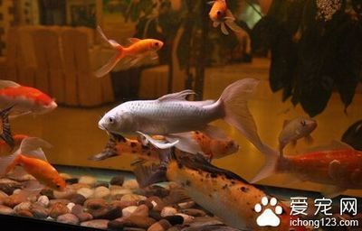 觀賞魚愛好者叫什么魚名字（觀賞魚愛好者通常被稱為“魚友”，他們喜歡飼養(yǎng)和觀賞魚）