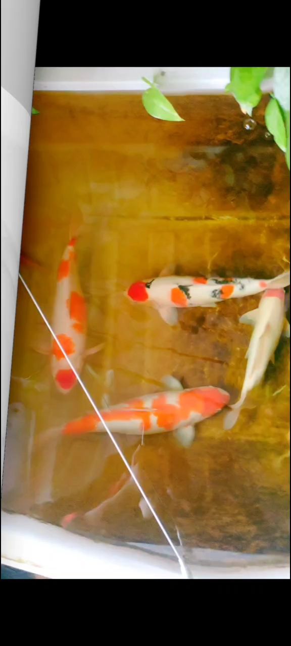 大神看看這條是不是芥子 大神看看這條是不是芥子 龍魚論壇