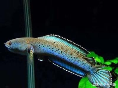 觀賞魚白毛?。ㄈ绾沃委熡^賞魚白毛?。? title=