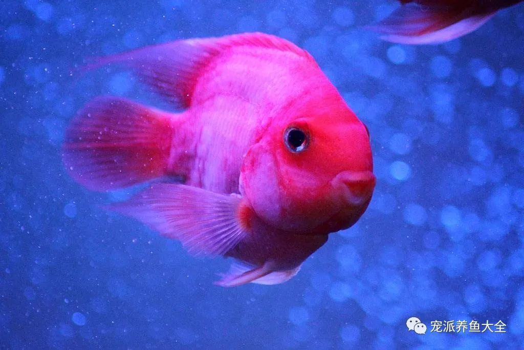 觀賞魚白毛病（如何治療觀賞魚白毛?。? title=