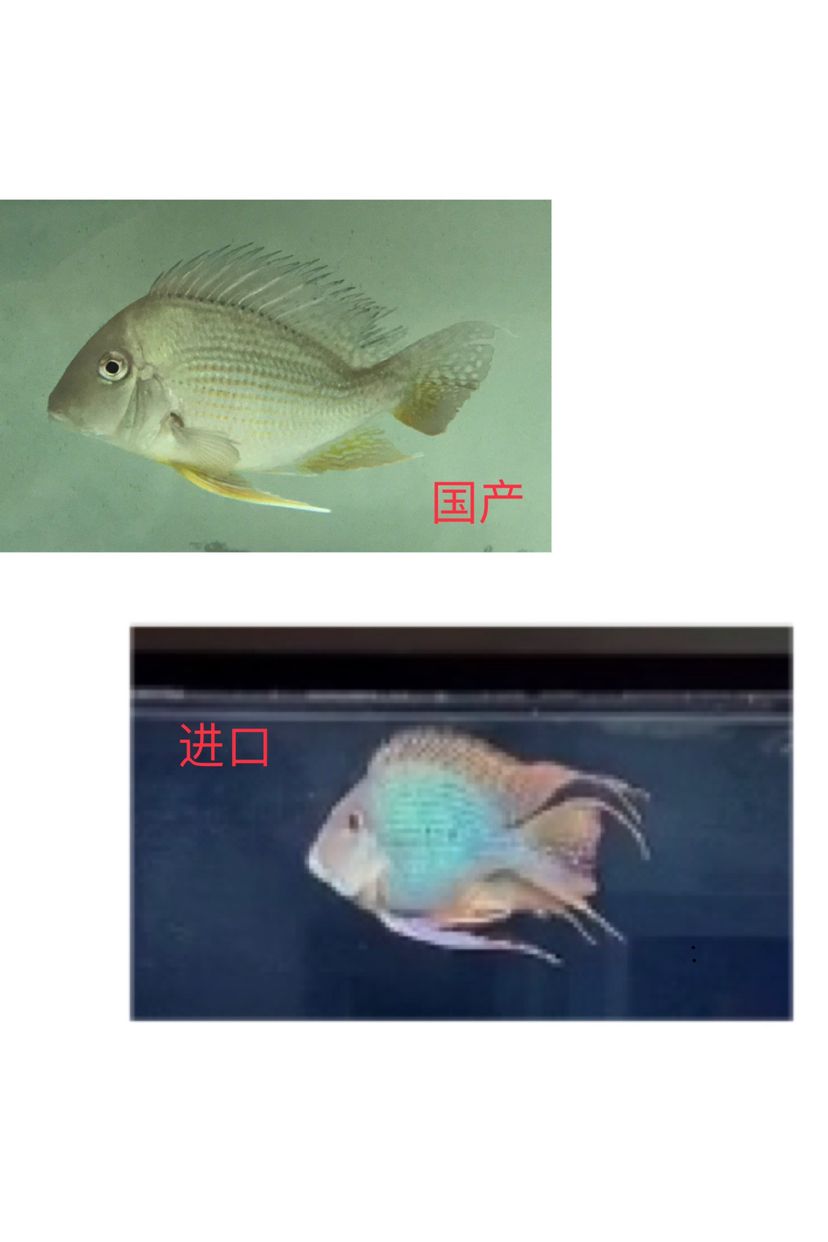 關(guān)于元寶鳳凰的一點(diǎn)分享