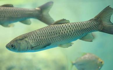 龍魚欺負別的魚嗎視頻：龍魚，水中霸主的誤解與真相