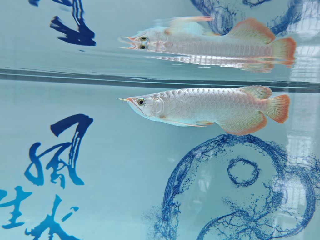 兩個月了，越來越亮了！ 兩個月了，越來越亮了！ 龍魚論壇 第3張