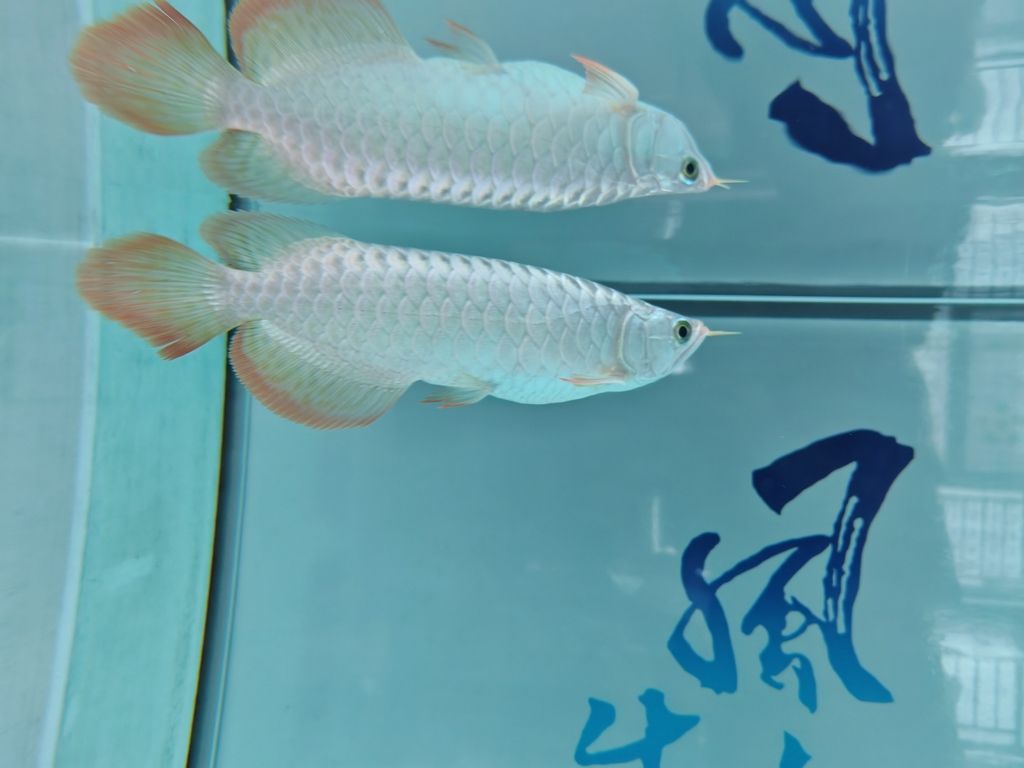 兩個月了，越來越亮了！ 兩個月了，越來越亮了！ 龍魚論壇 第5張
