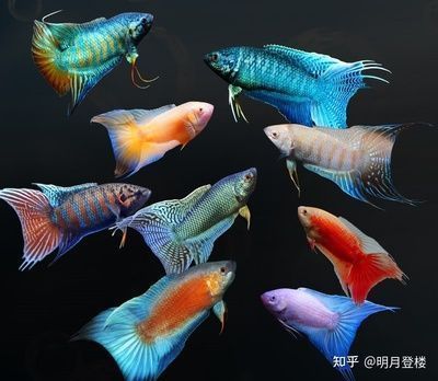 探尋龍魚品種價格，神秘水族的多元價值