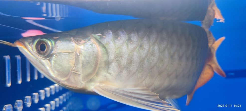 推薦一些亞洲龍魚的飼養技巧，亞洲龍魚的飼養技巧