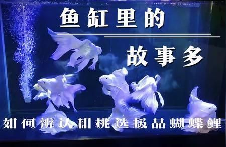 蝴蝶鯉選哪個品種好（蝴蝶鯉品種選擇）