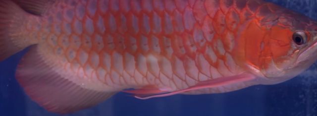 龍魚品相好壞識別方法：探秘龍魚品相，優(yōu)劣辨識全攻略