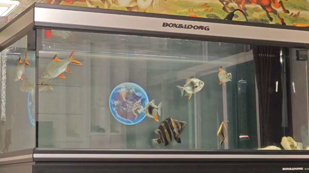 我的虎魚真菌感染了要怎么處理 瞅瞅給你笨的 龍魚論壇 瞅瞅給你笨的 瞅瞅給你笨的 龍魚論壇