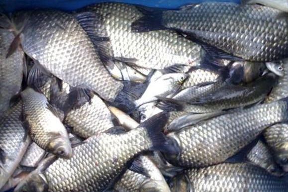 龍魚品牌排行榜：龍魚品牌，品質與傳承的典范