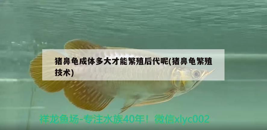 豬鼻龜成體多大才能繁殖后代呢(豬鼻龜繁殖技術(shù))
