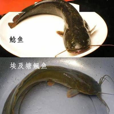 龍魚(yú)批發(fā)市場(chǎng)在哪里啊：探尋龍魚(yú)批發(fā)市場(chǎng)，尋找水族瑰寶的聚集地