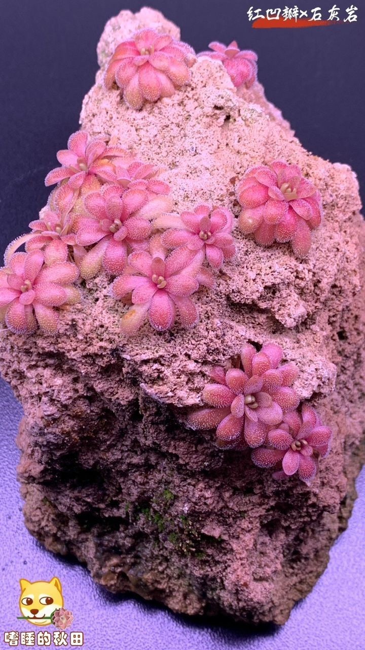 石頭開花，一石成景