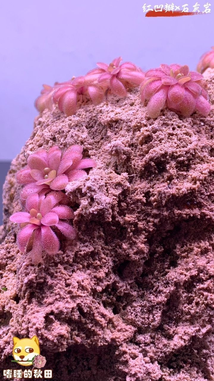 石頭開花，一石成景