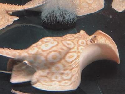 新加坡仟湖漁場(新加坡最大的湖)