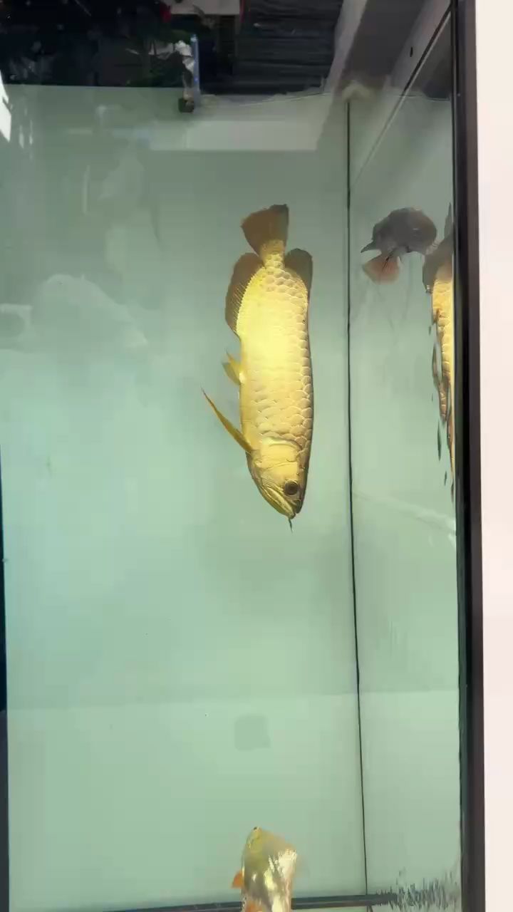無燈狀態 無燈狀態 龍魚論壇