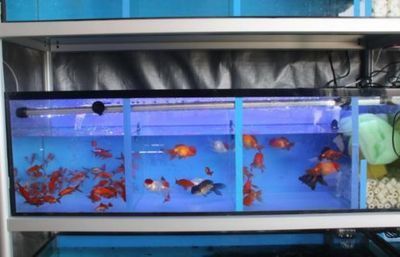 一方水族公司簡介怎么寫：一方水族公司簡介