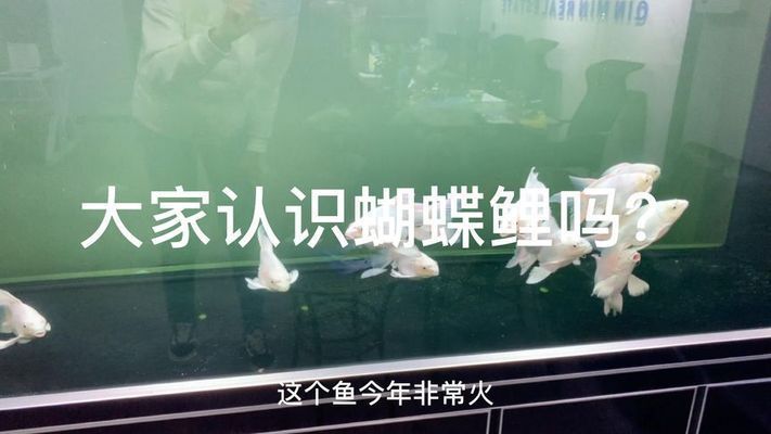 蝴蝶鯉好養嗎（蝴蝶鯉的飼養要點） 蝴蝶鯉好養嗎（蝴蝶鯉的飼養要點） 蝴蝶鯉百科 第1張