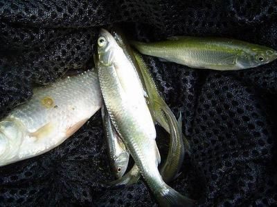龍魚配什么魚一起養養幾條好呢：龍魚混養之奧秘，配魚選擇與數量考量