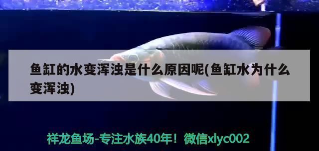 魚缸的水變渾濁是什么原因呢(魚缸水為什么變渾濁)