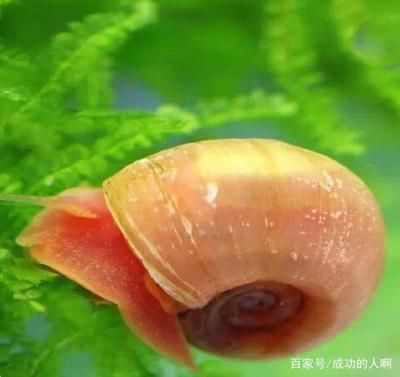 龍魚排卵前的表現：探秘龍魚排卵，神奇水下生命的孕育序曲