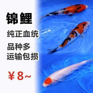 龍魚怕什么顏色的水草：探秘龍魚，那些讓它們避而遠之的水色奧秘