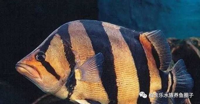 白缸養虎魚：使用白缸養虎魚有什么優勢？