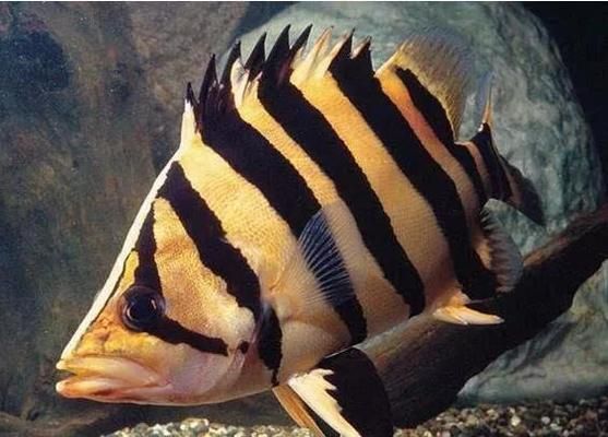 白缸養虎魚：使用白缸養虎魚有什么優勢？