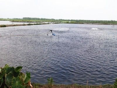 龍魚怕人不吃食物怎么辦：探秘龍魚，怕人與拒食背后的奧秘