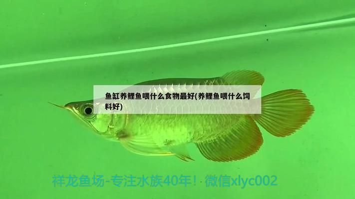 龍魚趴缸怎么治療溫度：龍魚趴缸的治療全攻略，從原因剖析到有效解決
