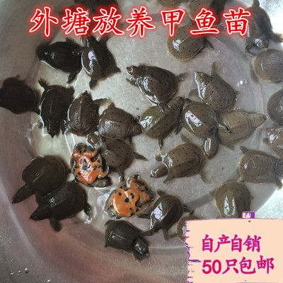 龍魚趴缸底,撞缸了怎么辦：龍魚情緒背后的奧秘，趴缸底與撞缸之探