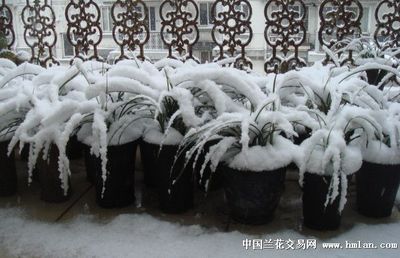 龍魚年齡對照表：探秘龍魚年齡，歲月在水族世界的刻痕