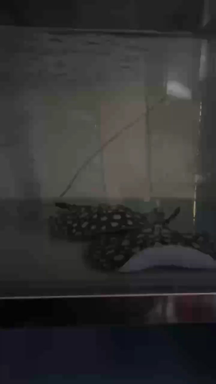 #早啊 管它魚好不好 魚狀態好就行
