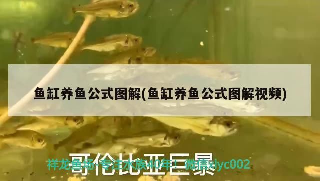 魚缸養(yǎng)魚公式圖解(魚缸養(yǎng)魚公式圖解視頻)