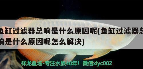 龍魚能長到多少公分高一點呢：探秘龍魚生長，龍魚能長到多少公分高一點？