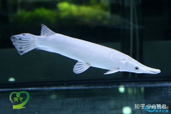 龍魚能長到多少公分高度呢：探秘龍魚，生長極限與背后的奧秘