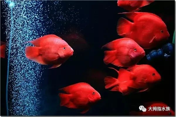 龍魚能在魚缸繁殖嗎視頻：龍魚能在魚缸繁殖嗎？探索水族箱中的繁殖奧秘