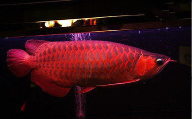 龍魚能與什么魚混養呢視頻講解：龍魚混養秘籍，探尋最佳魚伙伴