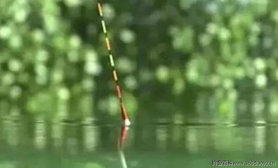 龍魚能養幾條最好：龍魚養殖數量的奧秘，探尋龍魚能養幾條的奧秘