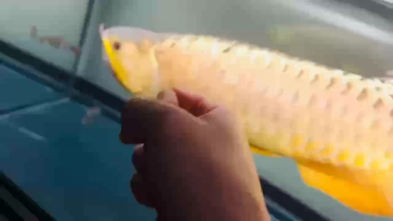 揮拳晃動，龍魚追逐之間.