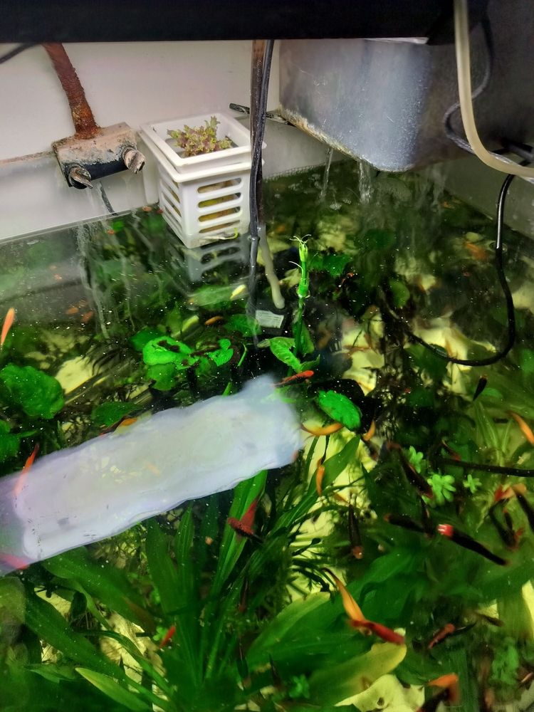 水草需要二氧化碳 水草需要二氧化碳 龍魚論壇 第1張