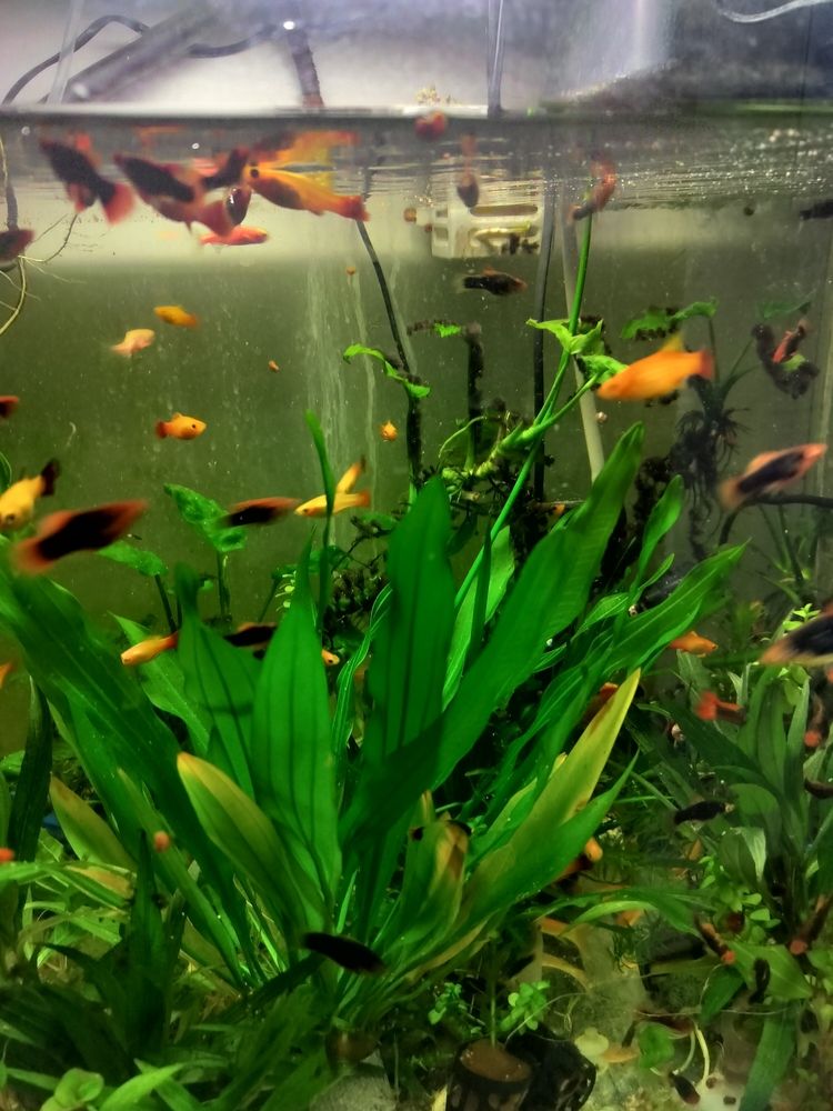 水草需要二氧化碳 水草需要二氧化碳 龍魚論壇 第2張
