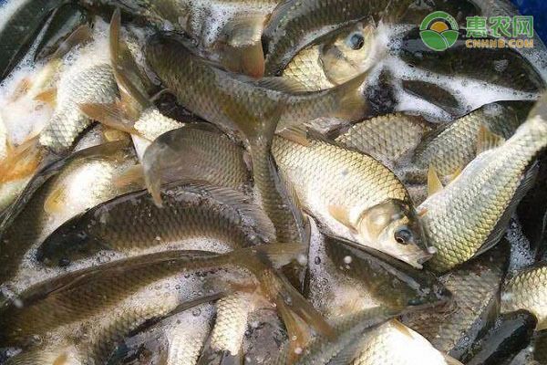 鯽魚苗最好三個品種（鯽魚苗中綜合表現最佳的三個品種及其特點）