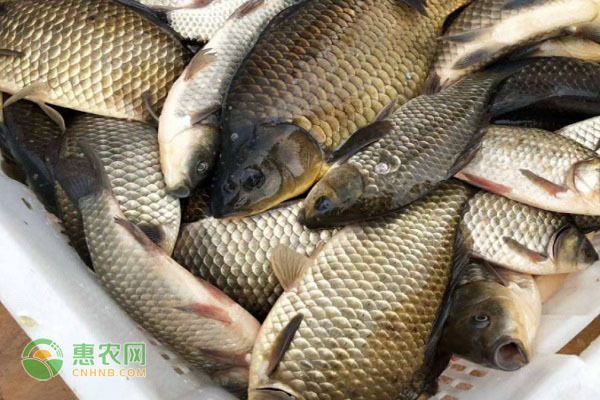 鯽魚苗最好三個品種（鯽魚苗中綜合表現最佳的三個品種及其特點） 鯽魚苗最好三個品種（鯽魚苗中綜合表現最佳的三個品種及其特點） 蝴蝶鯉百科 第2張