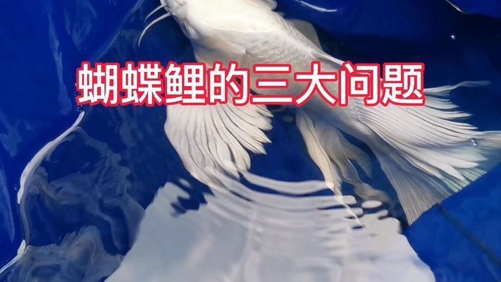 蝴蝶鯉最怕三個東西（蝴蝶鯉對飼養環境要求較高的觀賞魚） 蝴蝶鯉最怕三個東西（蝴蝶鯉對飼養環境要求較高的觀賞魚） 蝴蝶鯉百科 第2張
