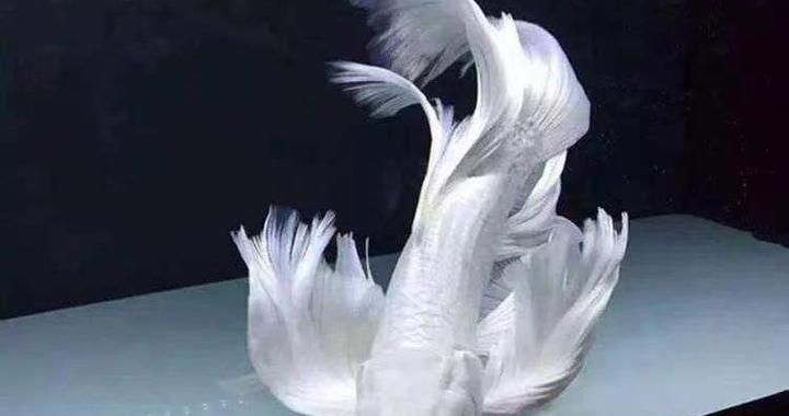 蝴蝶鯉最怕三個東西（蝴蝶鯉對飼養環境要求較高的觀賞魚）