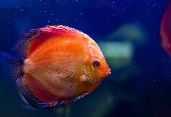 龍魚能和金魚混養嗎圖片大全：龍魚與金魚混養，可行與否的深度探究