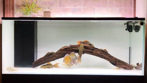 龍魚能和蝴蝶鯉魚一起養嗎怎么養的：龍魚與蝴蝶鯉共養，可行之道與養護秘籍