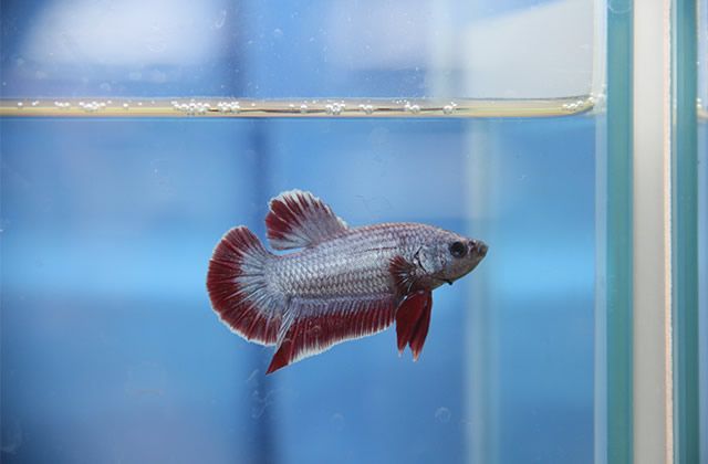 觀賞魚吃什么長得快（關于觀賞魚的飲食問題） 觀賞魚吃什么長得快（關于觀賞魚的飲食問題） yee 第1張